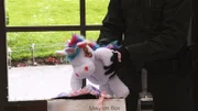 Einhorn-Kuscheltier