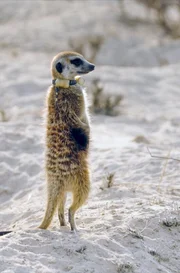 Ein Erdmännchen in der Wüste Kalahari beobachtet seine Umgebung.