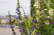 In Paris fällt es den fleißigen Insekten leicht, Nahrung zu finden, auch dank der über das ganze Jahr verteilten Blütezeiten.