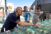 Forscher kontrollieren Korallenbecken an der Teststation „Red Sea Simulator“ am Roten Meer im israelischen Eilat. Dort werden Korallen hohen Wassertemperaturen ausgesetzt, um zu untersuchen, wie sie darauf reagieren.