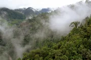 Die letzten Nebelwälder der Anden drohen zu verschwinden. Fast überall in Ecuador werden Wälder für die Landwirtschaft gerodet. Die Bäume müssen weichen, um Platz für Felder und Weiden zu schaffen. Über 90 Prozent der Nebelwälder wurden vernichtet.