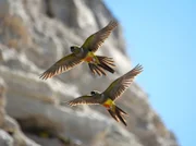 Jedes Jahr spielt sich an den Küsten Patagoniens eines der größten Spektakel der Erde ab. Über 70.000 Felsensittiche kommen hier an die Sandsteinklippen von El Condor zurück, um ihre Küken großzuziehen.
