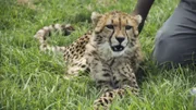 CHEETAH
