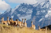 Das Bild zeigt Herden von Guanakos, die wilden Vorfahren der Lamas, durchstreifen das Hügelvorland der Anden. Die Temperaturen sinken hier regelmäßig unter 0°C, aber ihr doppelschichtiges Fell hält sie auch bei extremer Kälte warm.
