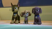 L-R: Chase, Skye, Zuma