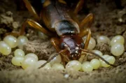 Die Ohrwurmmutter hat für ihr Gelege eine unterirdische Brutkammer gegraben und versorgt die Eier den ganzen Winter über - eine für Insekten ungewöhnliche Brutpflege.