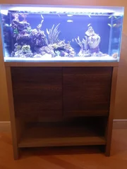 Grand Cayman, Cayman Is: The tank Francis concieved of and built for his girlfriend stands as a symbol of devotion in his apartment.