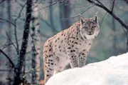 Im Böhmerwald taucht ein seltener Jäger wieder auf. Über Jahre lang war er verschwunden. Nun ist er wieder sehr präsent. Beute und Platz für seine Kinderstube findet er reichlich. Auf leisen Pfoten kehrt Europas größte Katze – der Luchs – in den Wald entlang der tschechisch-deutsch-österreichischen Grenze zurück.