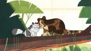 Maevas Kätzchen "Prinzessin" und das Matschie-Baumkänguru "Obi" haben sich schnell angefreundet und sind auf den höchsten Baum im Reservat geklettert.