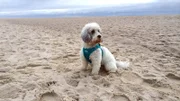 Der neun Jahre alte Pudelschling Chico ist chronisch krank und tobt gerne am Sylter Strand.