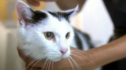 Der 14 Jahre alte Kater Nemo leidet unter Gelenk- und Hüftarthrose.