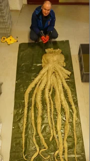 Der Biologe Charles Paxton glaubt, der Riesenkalmar könnte einer der Ursprünge für die Legende vom Kraken sein.