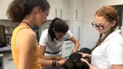 Dr. Yasmin Diepenbruck untersucht den Mischlingshund Djuna – vor zehn Tagen wurde ihr ein Lungenlappen entfernt.