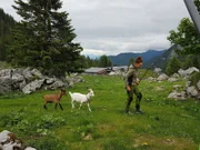 Täglich geht Martina viele Kilometer mit ihren Ziegen, um die Kälber zu zählen, die überall in den Hängen oberhalb der Alm herumlaufen.