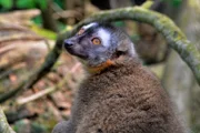 Ein Makiaffe im Jaderpark hat abgespeckt.