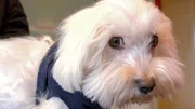 Indy ist ein Kämpfer, seine Krankengeschichte lang: Der Malteser-Rüde leidet unter Blutarmut.