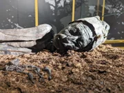 Der "Tollund Man", eine der berühmtesten Mumien der Welt, noch nach fast 2500 Jahren spektakulär gut erhalten. Warum trägt der Tote einen Strick um den Hals?