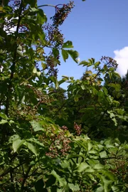 Der Holunder ist ein stattlicher Strauch, dessen Blüten und Früchte nicht nur schön anzusehen sind, sondern auch als Heilmittel verwendet werden kann.