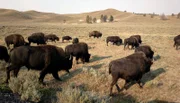 Der Bison ist der größte Pflanzenfresser im Yellowstone Nationalpark.