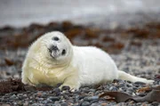 Kegelrobbenbaby auf Helgoland.