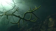 Die Feldberger Seen zählen sicher zu Mecklenburgs Naturschätzen erster Güte.