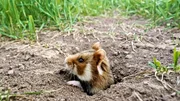 Feldhamster guckt aus Erdbau