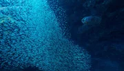 Ährenfische bilden riesige Schwärme. Im karibischen Sommer flüchten sie vor der Sonne in große Unterwasserhöhlen.