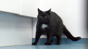 Katze Holly nimmt während der Behandlung durch Dr. Yasmin Diepenbruck Reißaus.