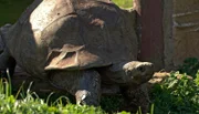Schildkröte Tank startet einen erneuten Versuch aus dem Gehege auszubrechen.