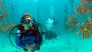Kayla Ripple und ihre Kollegen von der Coral Restauration Foundation züchten Korallen in einem Unterwassergarten.