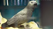 Der Graupapagei Hugo verliert Gewicht. Eine Blutabnahme soll zeigen, was dem Sprachtalent fehlt.