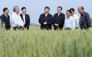 Xi Jinping bei einer Inspektion eines Weizenfeldes in Zhangshi.