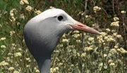 Blaukranich