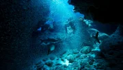 Ährenfische flüchten vor der gleißenden Sonne in die Unterwasserhöhle von Grand Cayman und werden dort bereits von hungrigen Tarpunen erwartet.