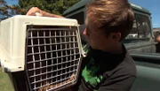Tierpfleger Dave Nelde bringt Karakal mit Transportbox in die Auffangstation.