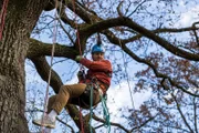 Psychologe und Moderator Leon Windscheid hängt durch im Baum
