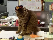 Die Katze names "Nyaa" ist die offizielle Stationsvorsteherin des Bahnhofs Bungo Taketa.