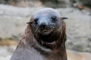 Seebär Becks soll heute seinen Nachwuchs kennenlernen.