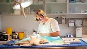 Etwa zehn Operationen pro Woche führt Stephanie Petersen in ihrer Sylter Tierarztpraxis durch.