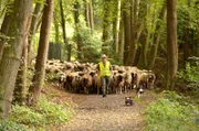 Durch Wald und Wiese: Schäferin Tina Haus führt ihre Schafherde Richtung Siebengebirge.