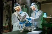 Tierärztin Dr. Susanne Mertens (Elisabeth Lanz, l.) konnte mithilfe ihres Sohnes Jonas (Lennart Betzgen, r.) den schwer verletzen Polarfuchs retten.