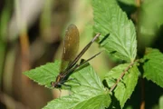 Viele vom Aussterben bedrohte Insektenarten leben im Moos.