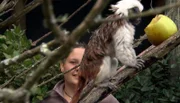 Alexandra Hansen bastelt ein Spielzeug für die Lisztäffchen.