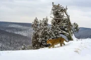Mit ferngesteuerten Kamerafallen konnte in Sibirien die seltenste Großkatze der Welt eingefangen werden, der Amurleopard.