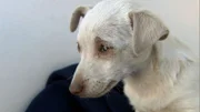 AJ Meadows takes a look at a dog owner who wanted to break his puppy himself.