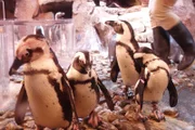 African Penguin Group