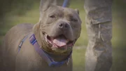 Pitbull