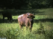 Ein Wisent im Bialowieza-Gebiet.