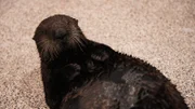 Sea Otter Gibson
