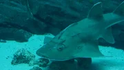 Bowmouth Guitarfish Big Momma